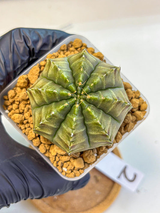 Gymnocalycium Aas DayDream (gy20) (02) | Rare Hybrids
