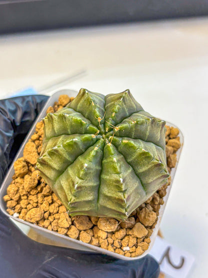 Gymnocalycium Aas DayDream (gy20) (02) | Rare Hybrids