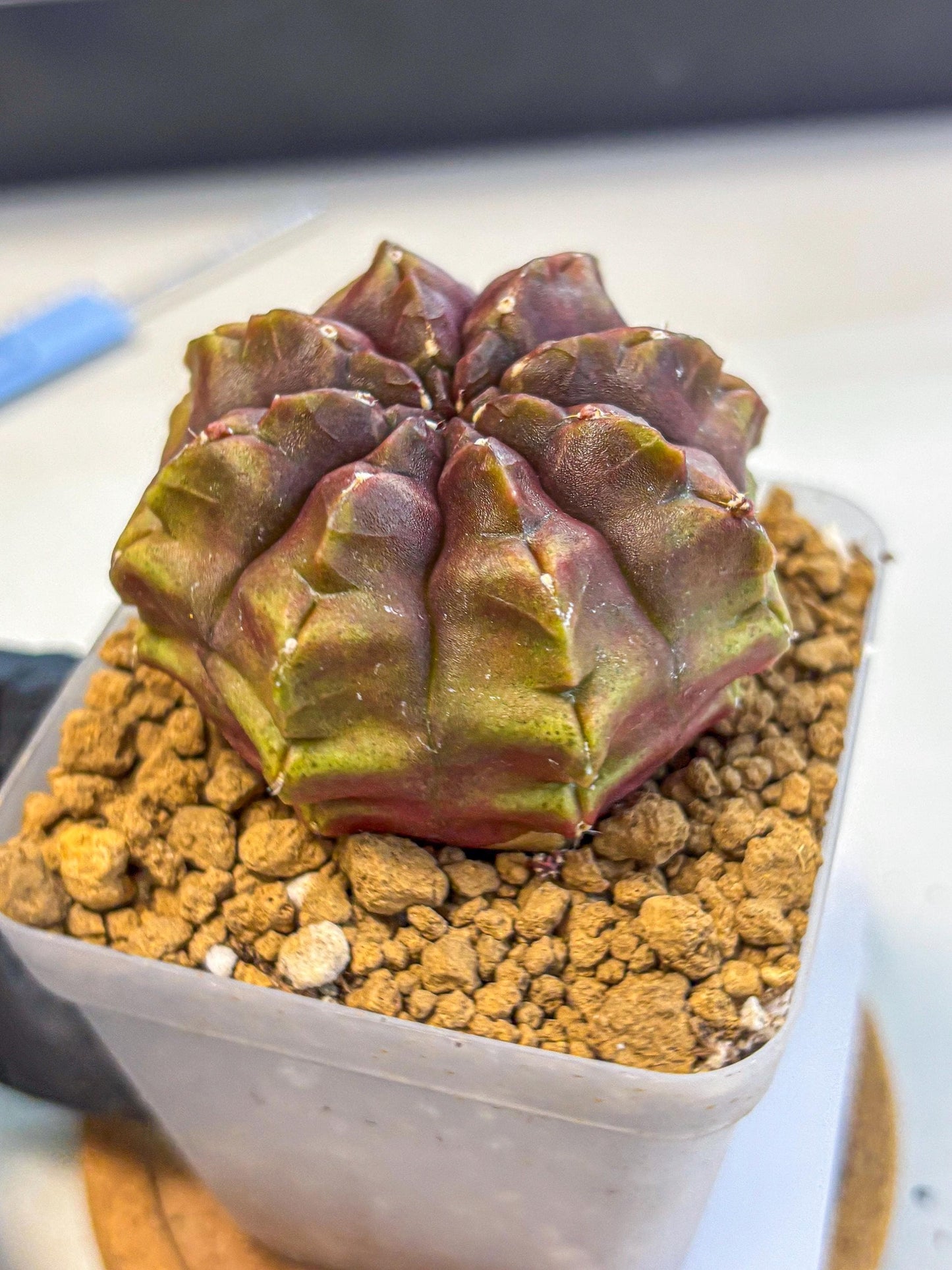 Gymnocalycium Aas DayDream (gy20) (03) | Rare Hybrids