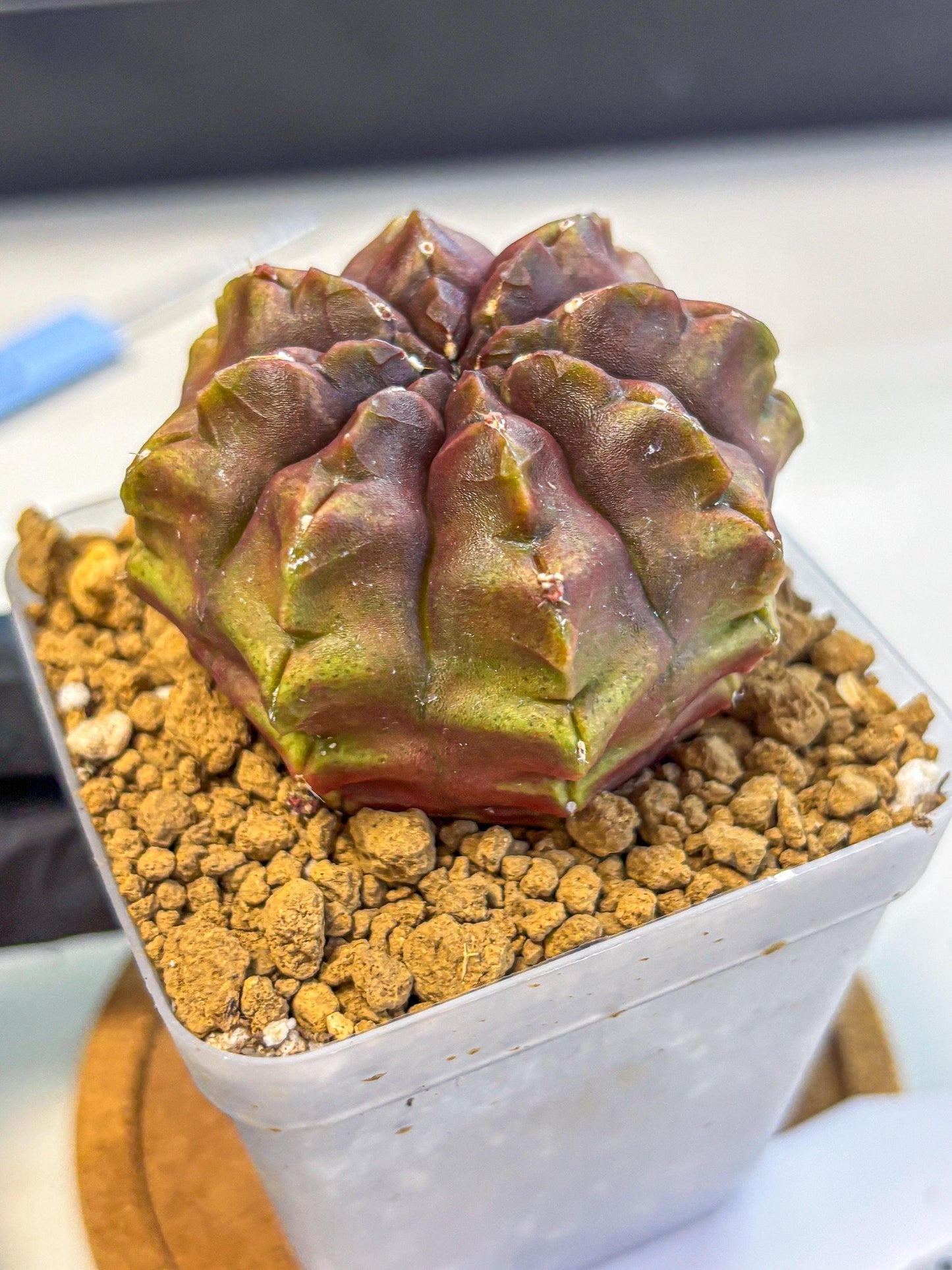 Gymnocalycium Aas DayDream (gy20) (03) | Rare Hybrids