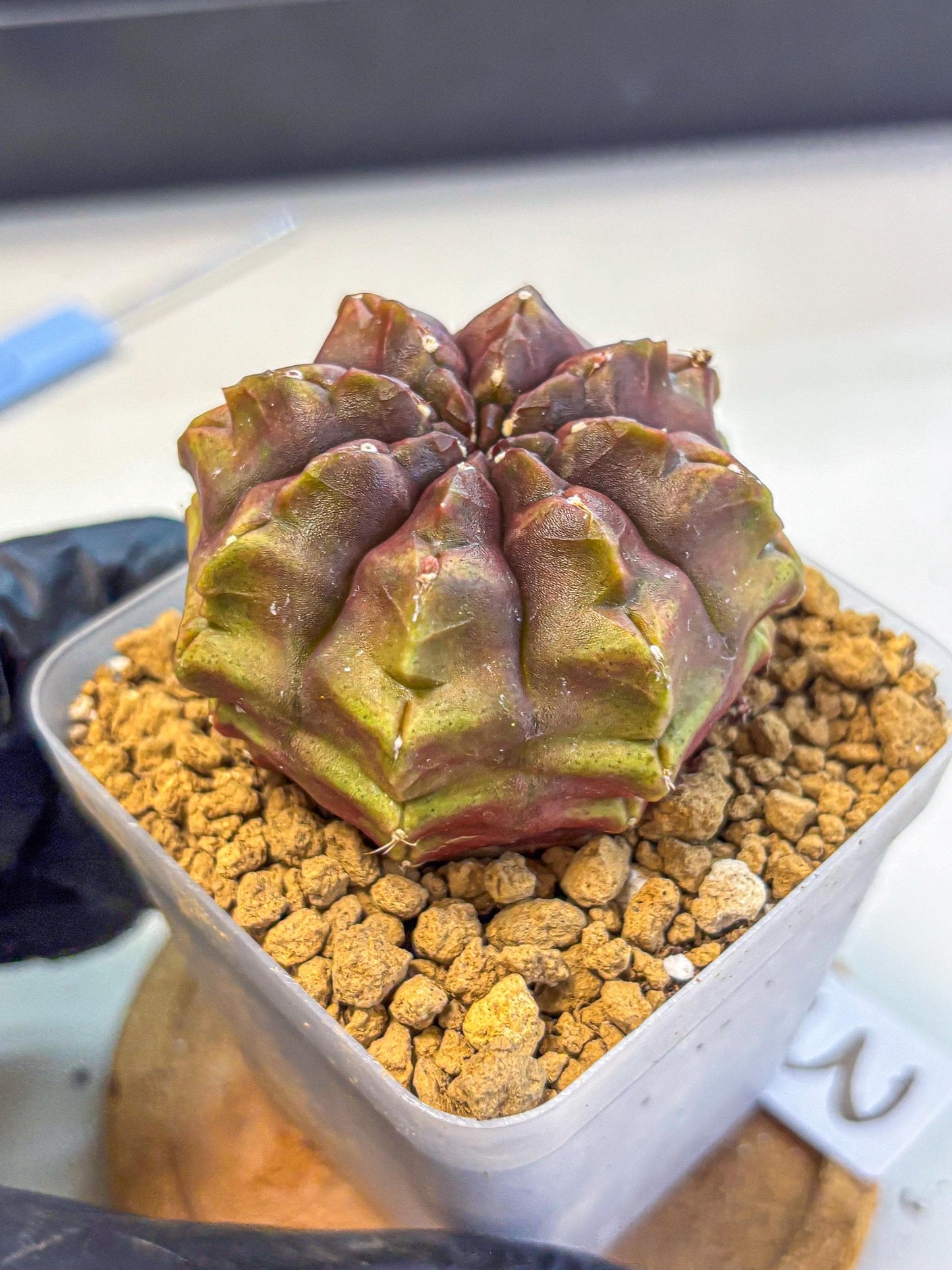 Gymnocalycium Aas DayDream (gy20) (03) | Rare Hybrids