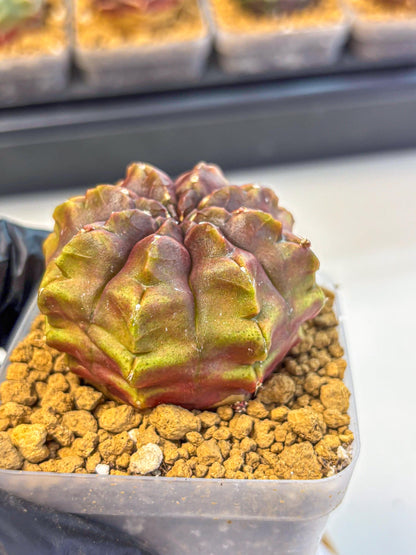 Gymnocalycium Aas DayDream (gy20) (03) | Rare Hybrids