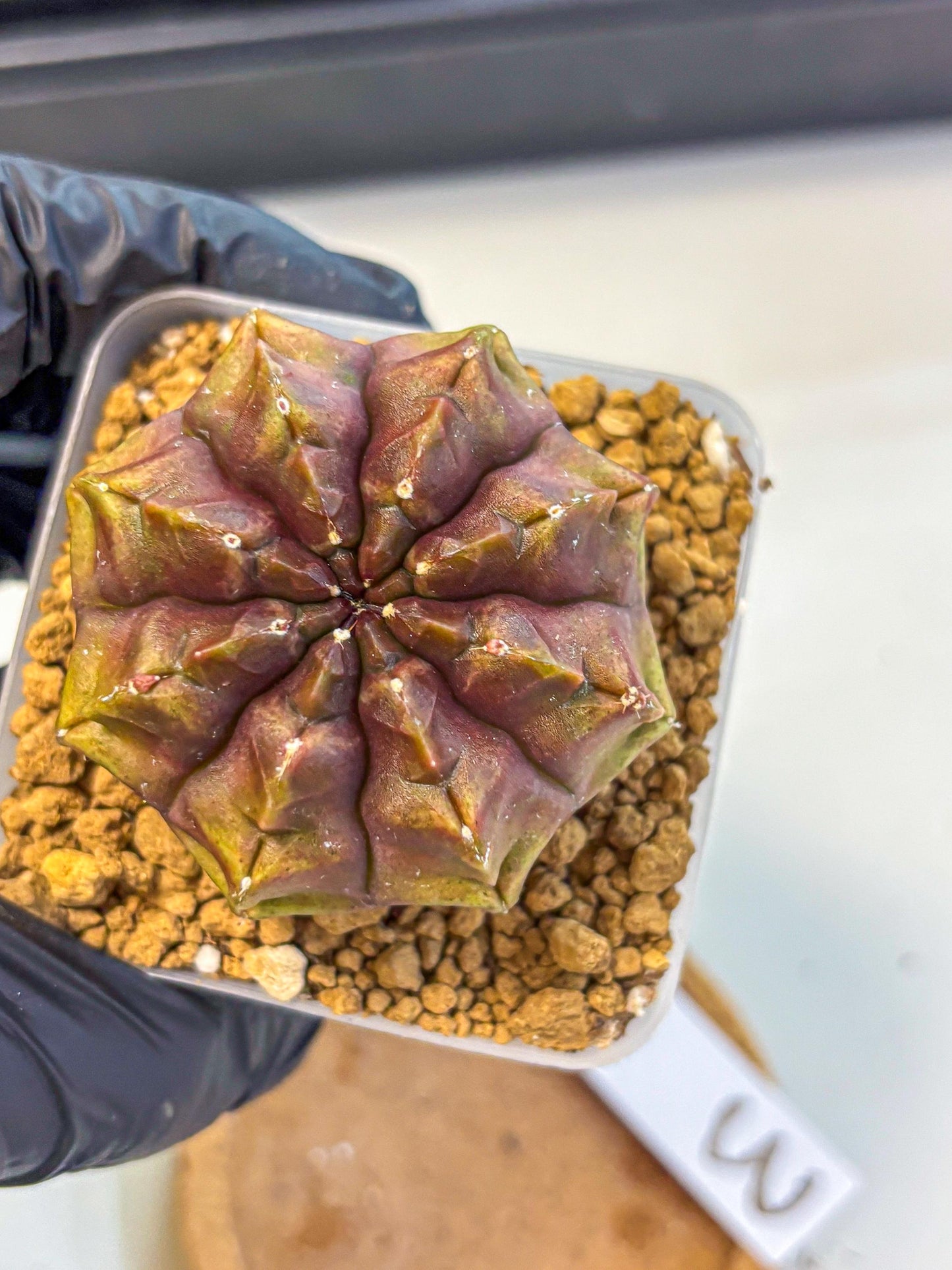 Gymnocalycium Aas DayDream (gy20) (03) | Rare Hybrids