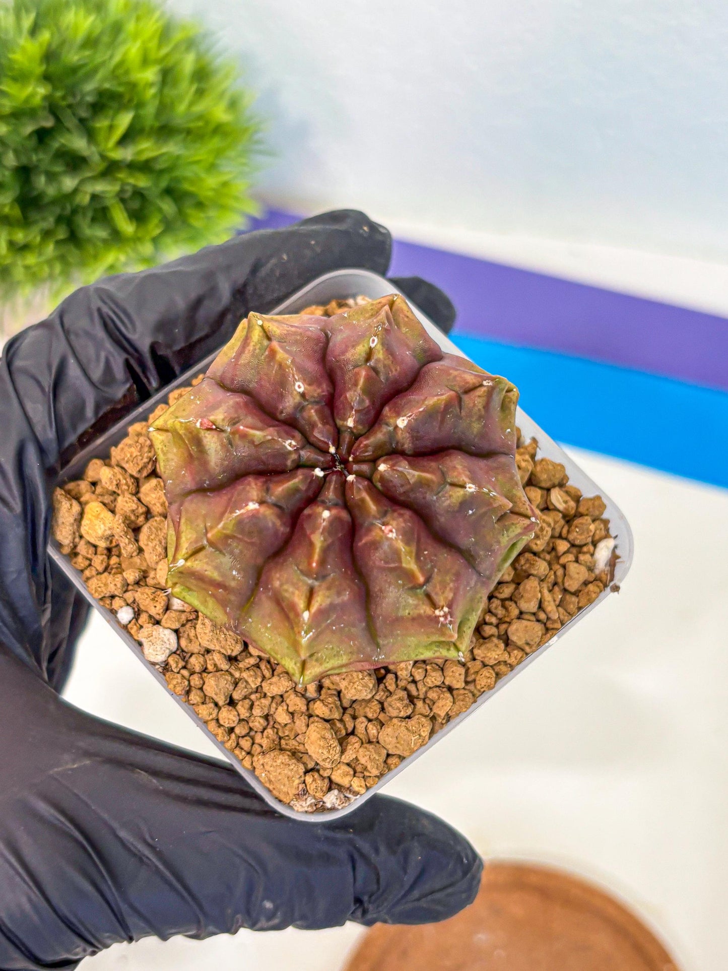 Gymnocalycium Aas DayDream (gy20) (03) | Rare Hybrids