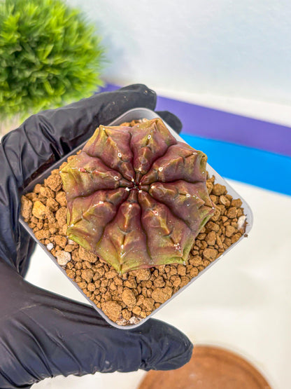 Gymnocalycium Aas DayDream (gy20) (03) | Rare Hybrids