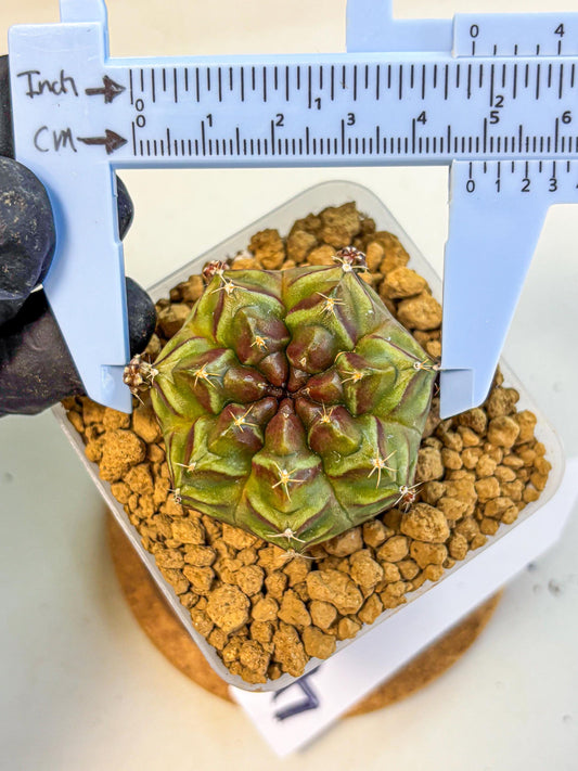 Gymnocalycium Aas DayDream (gy20) (04) | Rare Hybrids