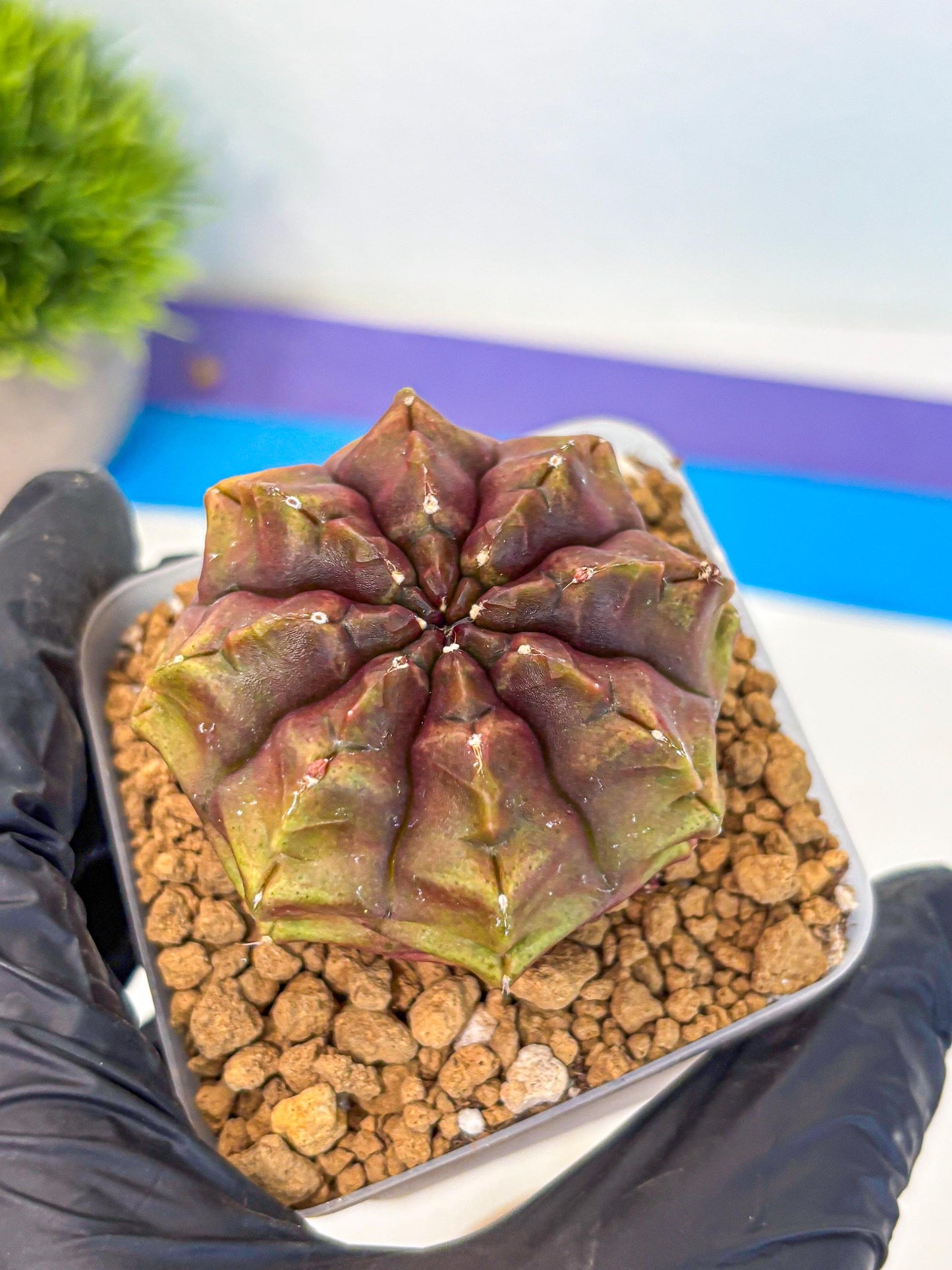 Gymnocalycium Aas DayDream (gy20) (03) | Rare Hybrids