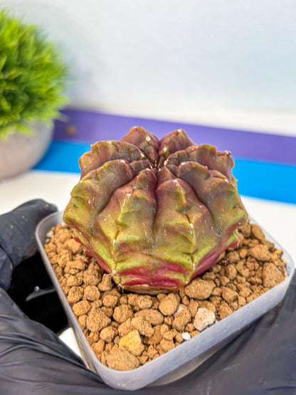 Gymnocalycium Aas DayDream (gy20) (03) | Rare Hybrids