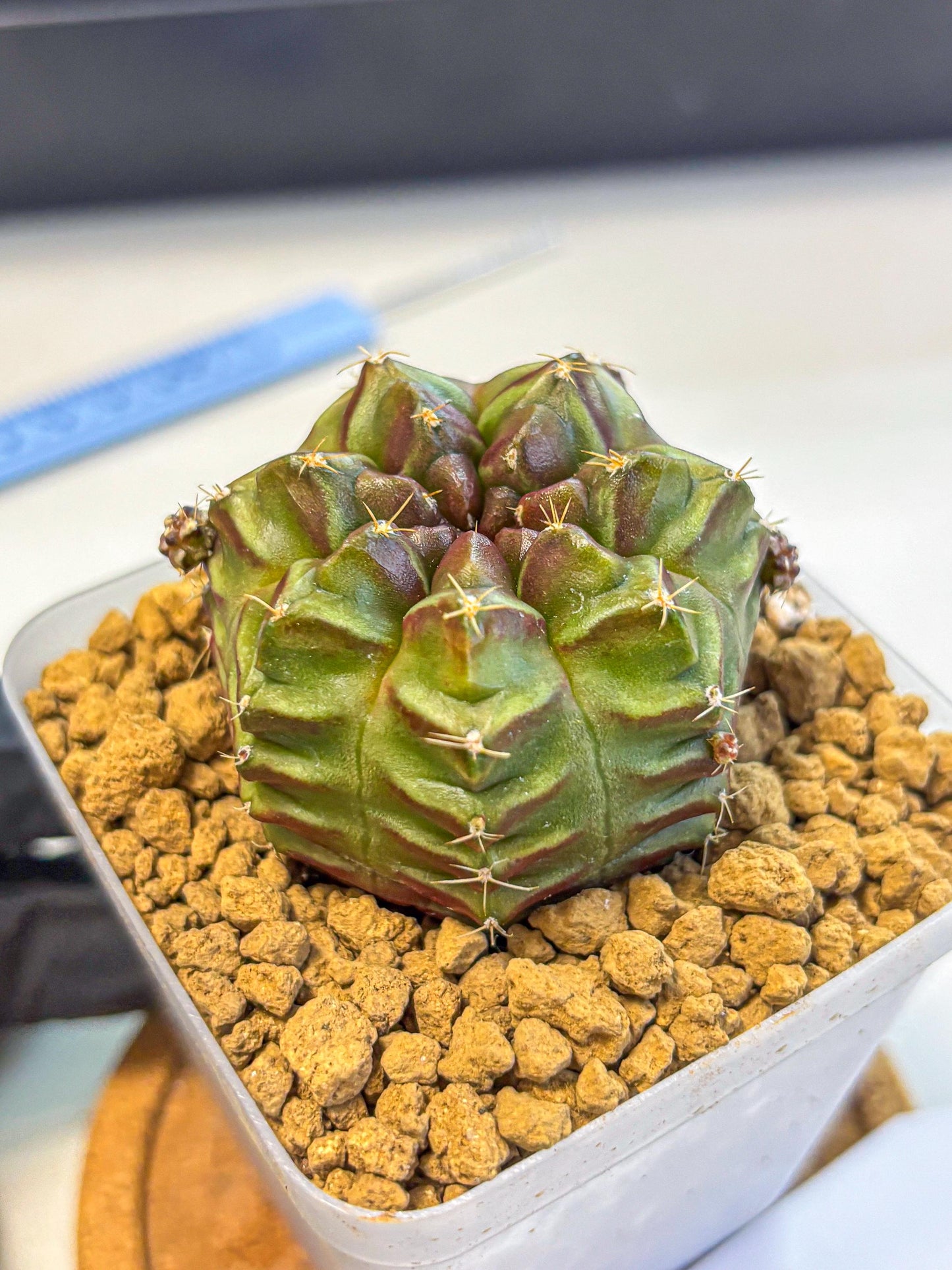 Gymnocalycium Aas DayDream (gy20) (04) | Rare Hybrids