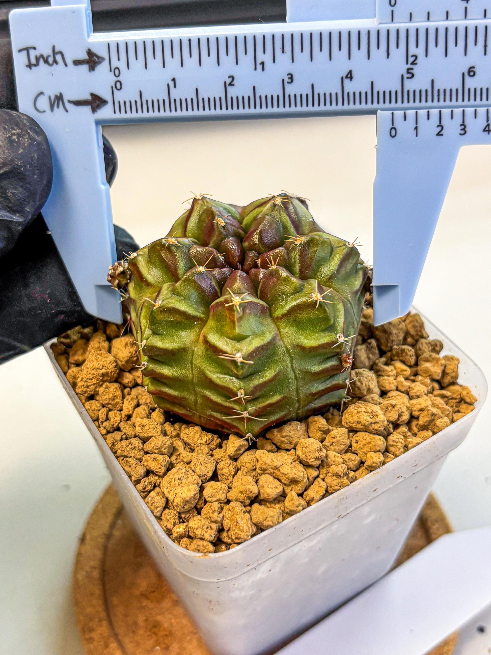 Gymnocalycium Aas DayDream (gy20) (04) | Rare Hybrids