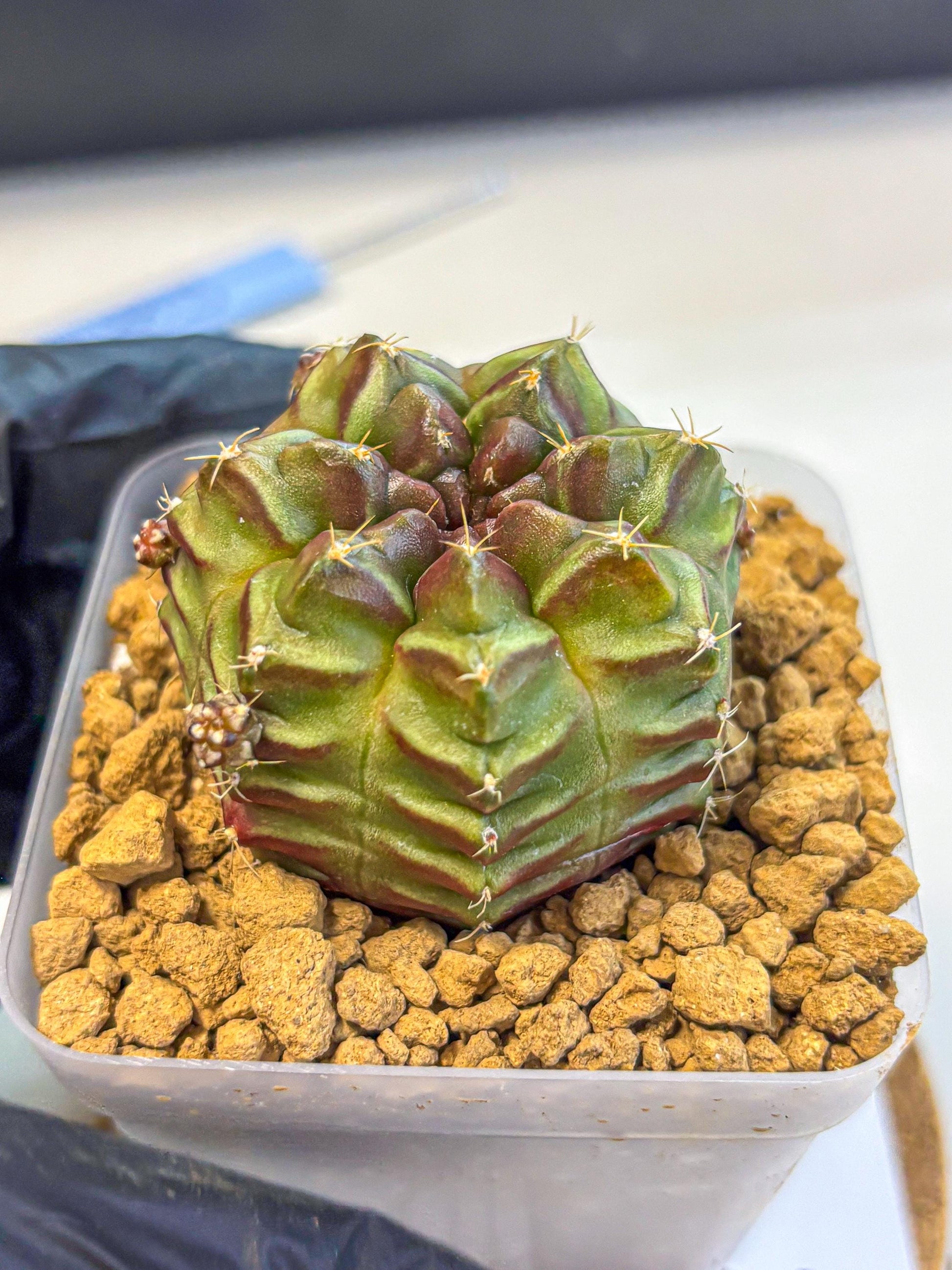 Gymnocalycium Aas DayDream (gy20) (04) | Rare Hybrids