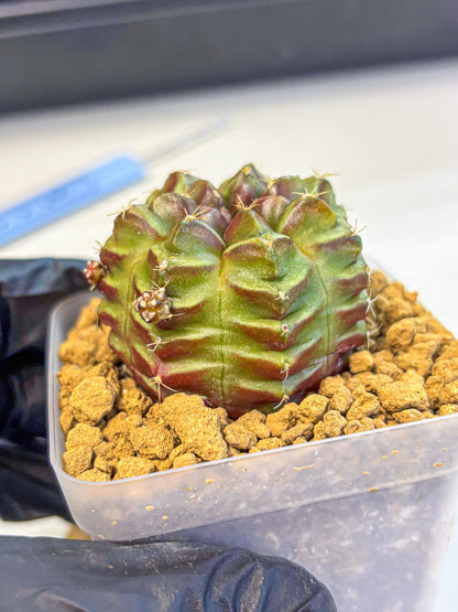 Gymnocalycium Aas DayDream (gy20) (04) | Rare Hybrids