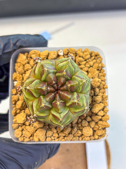 Gymnocalycium Aas DayDream (gy20) (04) | Rare Hybrids