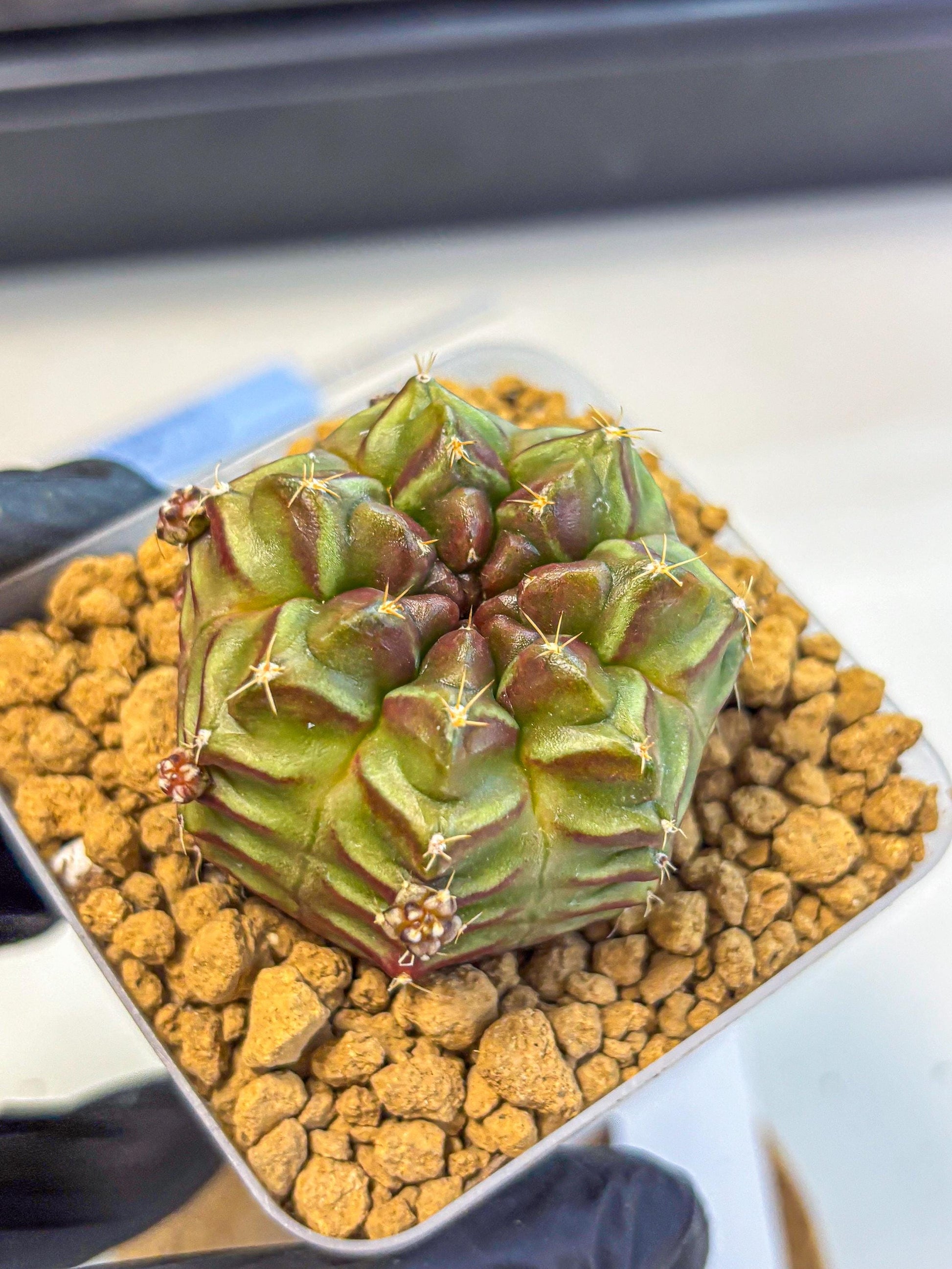 Gymnocalycium Aas DayDream (gy20) (04) | Rare Hybrids