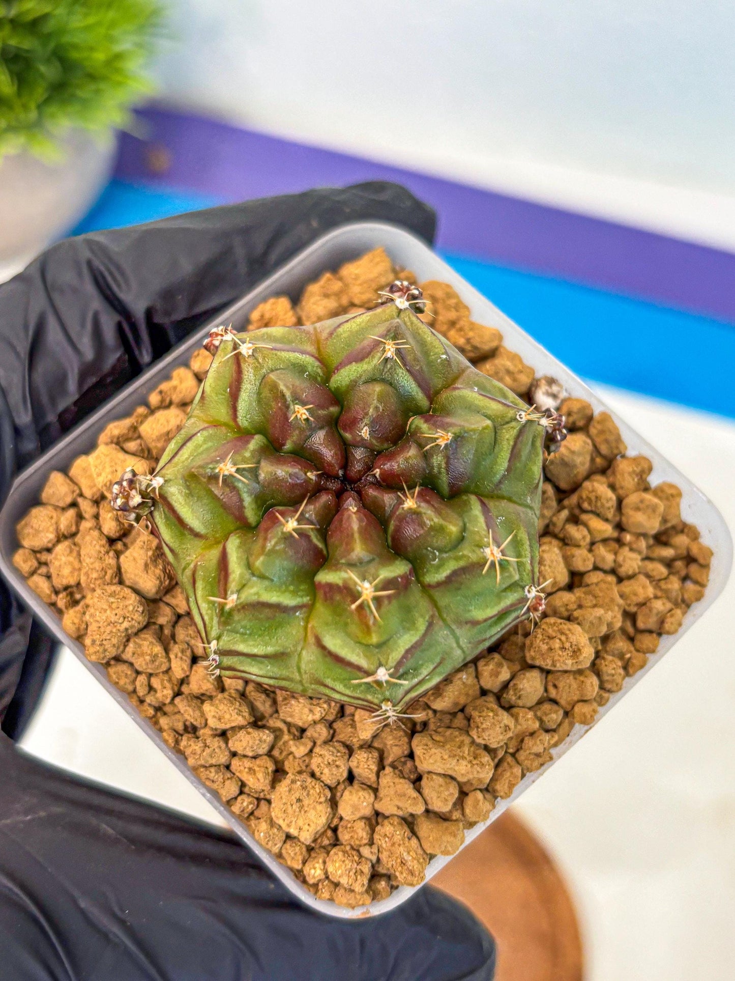 Gymnocalycium Aas DayDream (gy20) (04) | Rare Hybrids