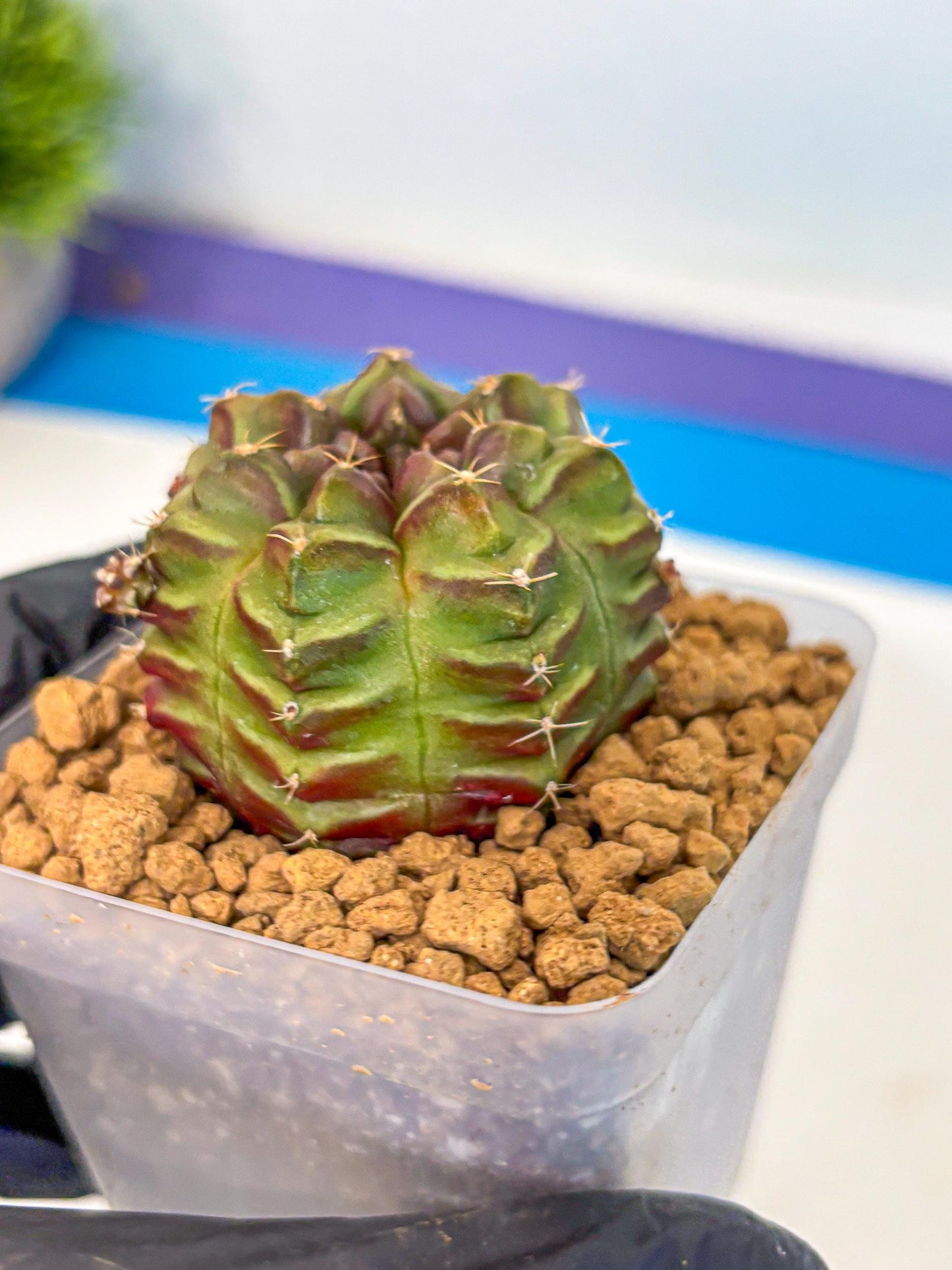 Gymnocalycium Aas DayDream (gy20) (04) | Rare Hybrids