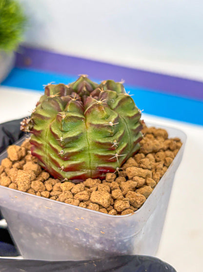 Gymnocalycium Aas DayDream (gy20) (04) | Rare Hybrids