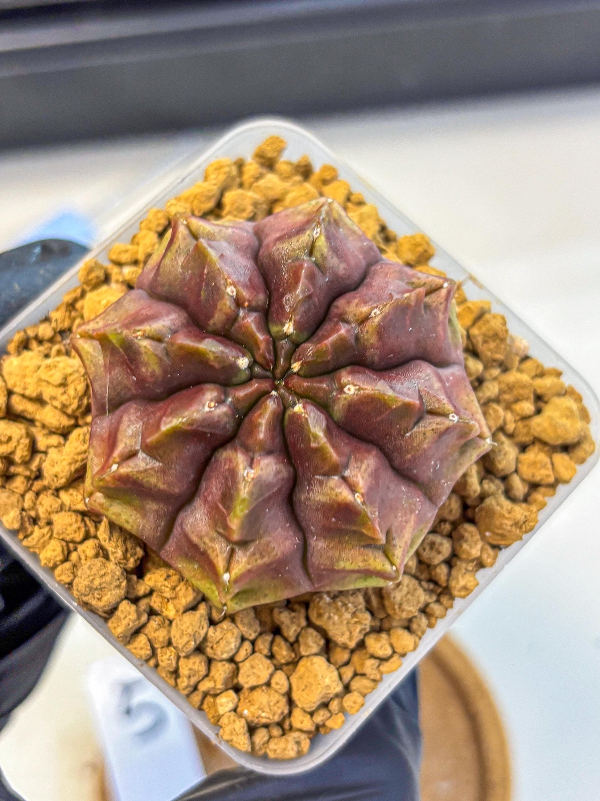 Gymnocalycium Aas DayDream (gy20) (05) | Rare Hybrids