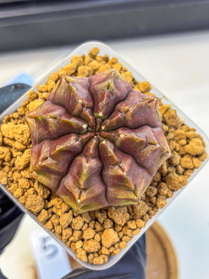 Gymnocalycium Aas DayDream (gy20) (05) | Rare Hybrids