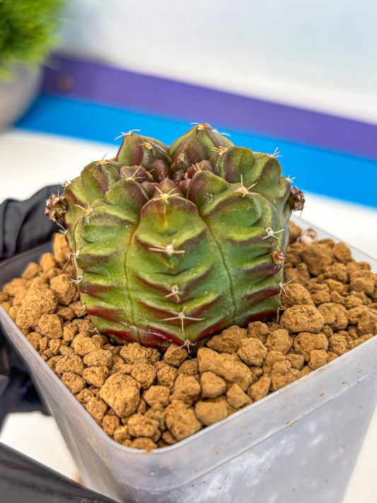 Gymnocalycium Aas DayDream (gy20) (04) | Rare Hybrids