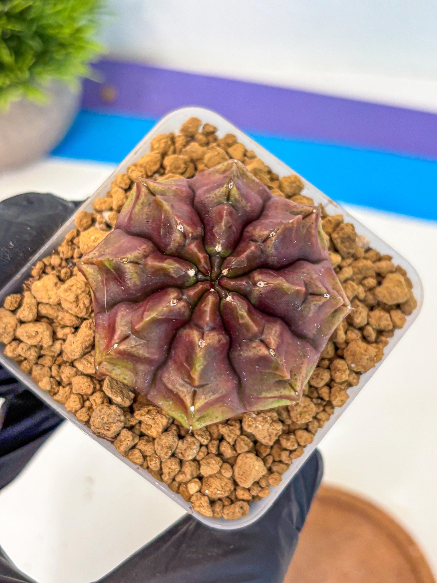 Gymnocalycium Aas DayDream (gy20) (05) | Rare Hybrids