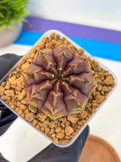 Gymnocalycium Aas DayDream (gy20) (05) | Rare Hybrids