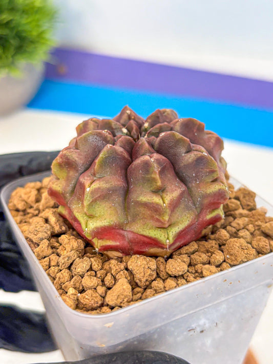 Gymnocalycium Aas DayDream (gy20) (05) | Rare Hybrids