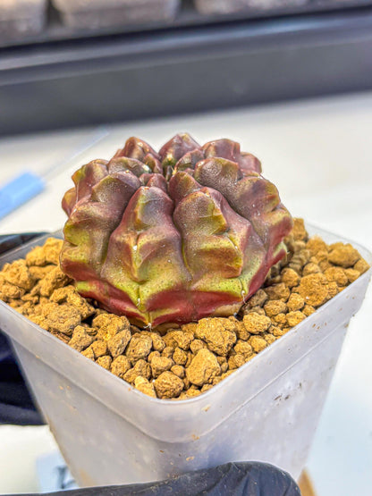 Gymnocalycium Aas DayDream (gy20) (05) | Rare Hybrids