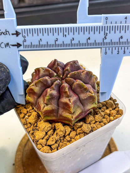 Gymnocalycium Aas DayDream (gy20) (05) | Rare Hybrids