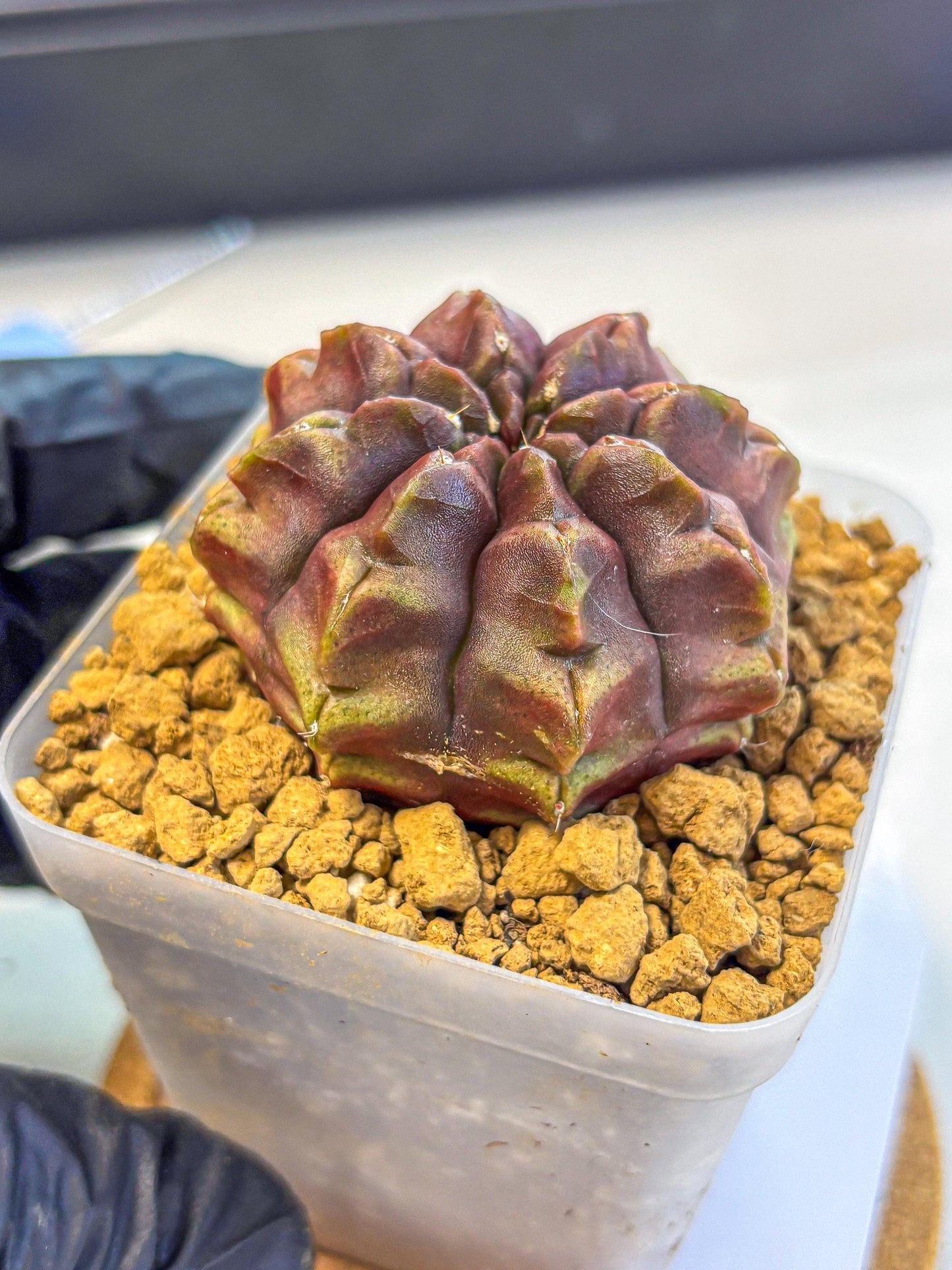 Gymnocalycium Aas DayDream (gy20) (05) | Rare Hybrids