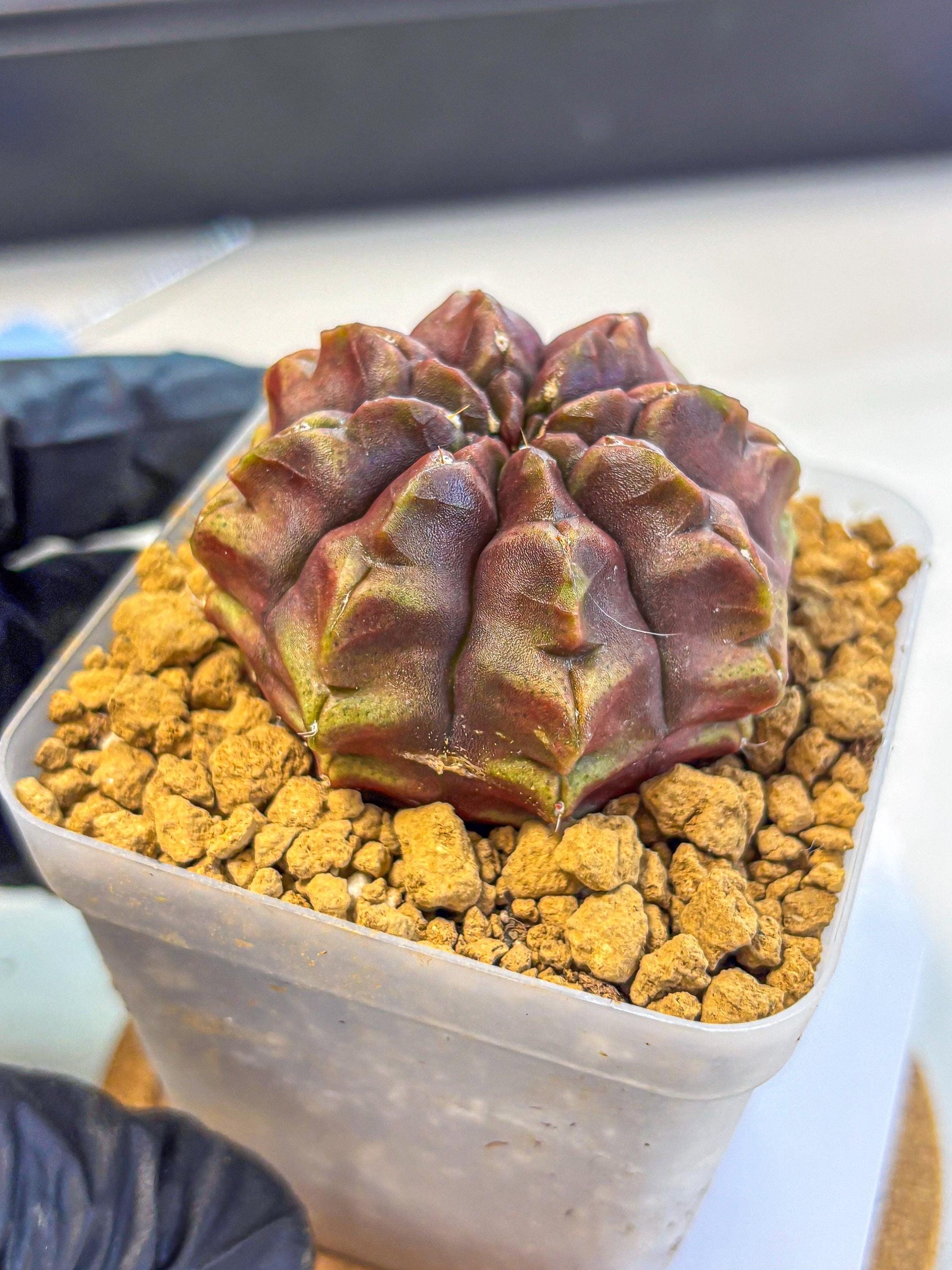 Gymnocalycium Aas DayDream (gy20) (05) | Rare Hybrids