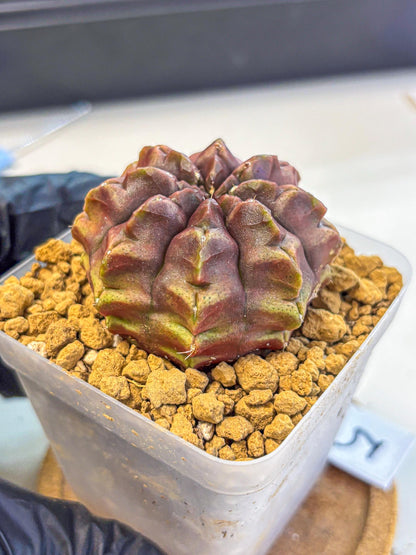 Gymnocalycium Aas DayDream (gy20) (05) | Rare Hybrids