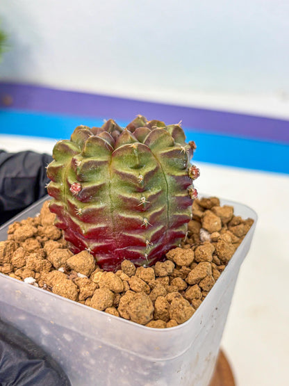 Gymnocalycium Aas DayDream (gy20) (06) | Rare Hybrids