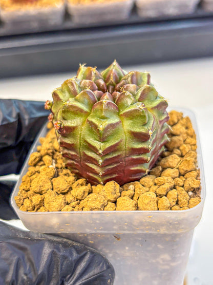 Gymnocalycium Aas DayDream (gy20) (06) | Rare Hybrids