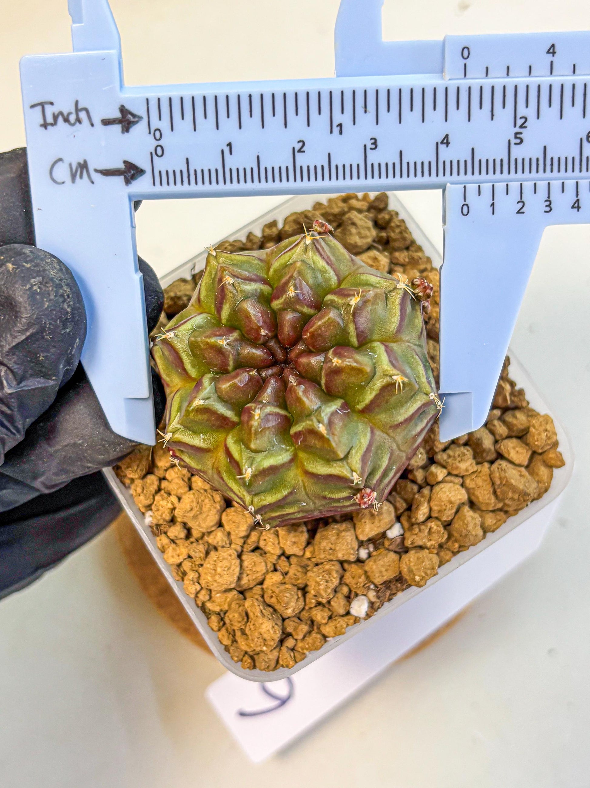 Gymnocalycium Aas DayDream (gy20) (06) | Rare Hybrids