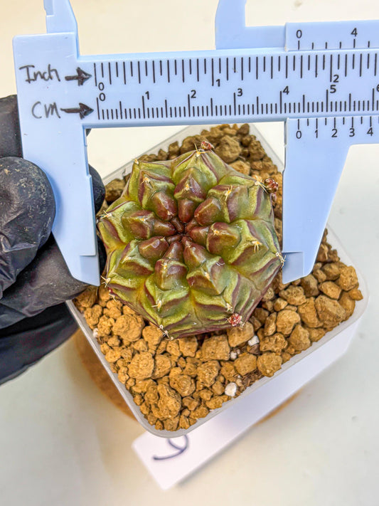 Gymnocalycium Aas DayDream (gy20) (06) | Rare Hybrids