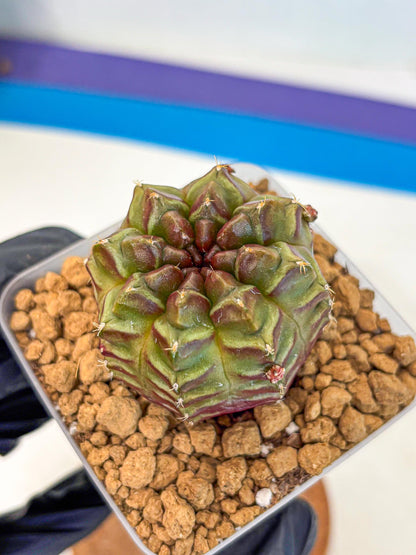 Gymnocalycium Aas DayDream (gy20) (06) | Rare Hybrids