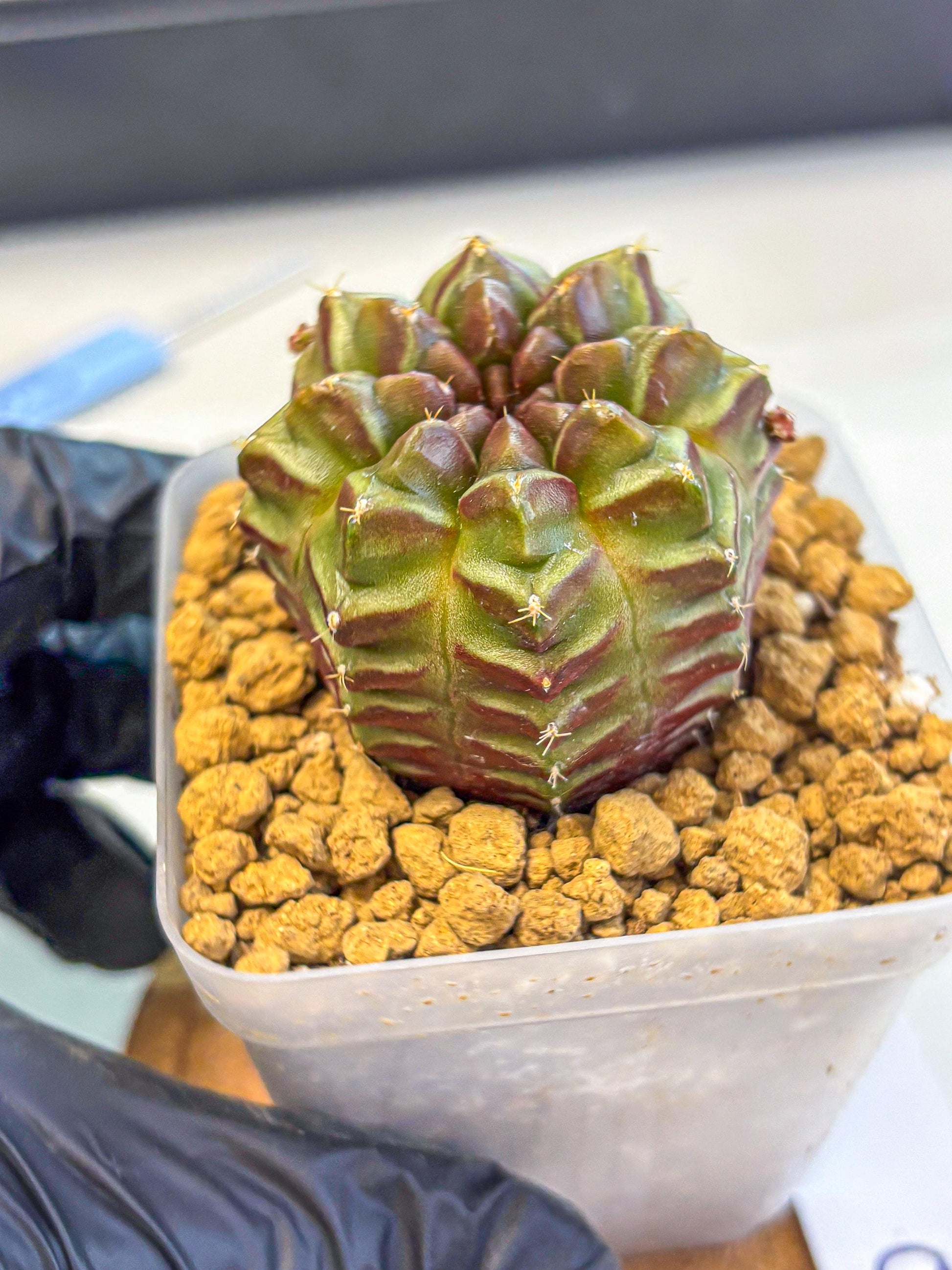 Gymnocalycium Aas DayDream (gy20) (06) | Rare Hybrids