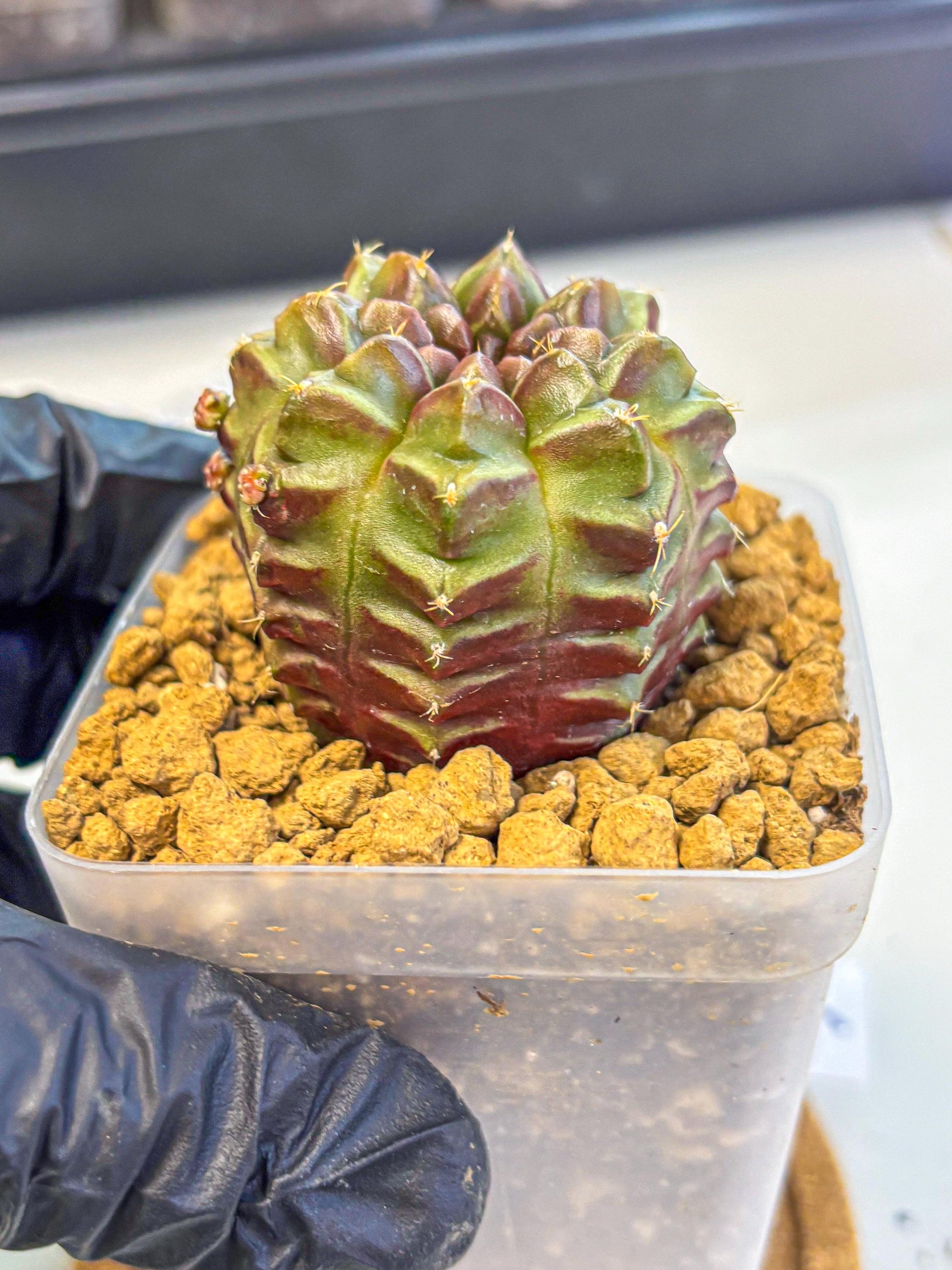 Gymnocalycium Aas DayDream (gy20) (06) | Rare Hybrids