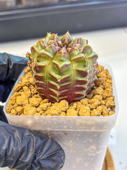 Gymnocalycium Aas DayDream (gy20) (06) | Rare Hybrids