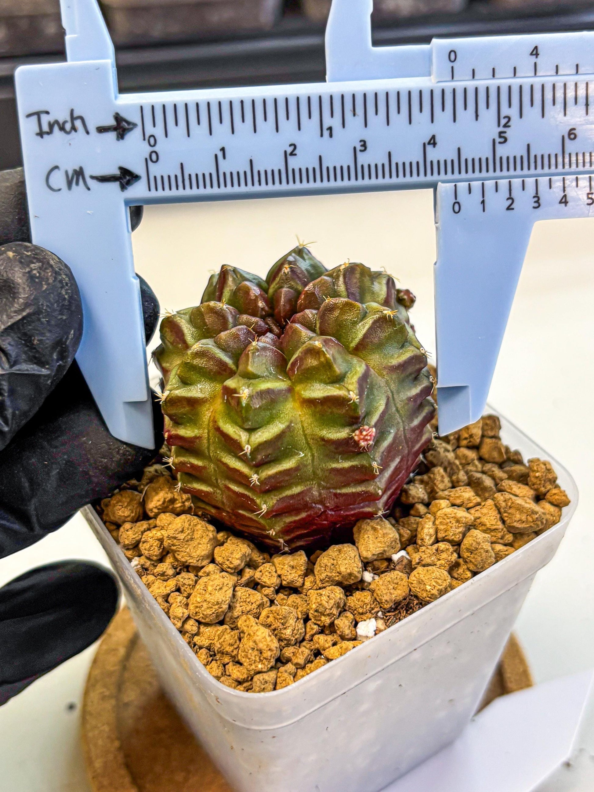 Gymnocalycium Aas DayDream (gy20) (06) | Rare Hybrids