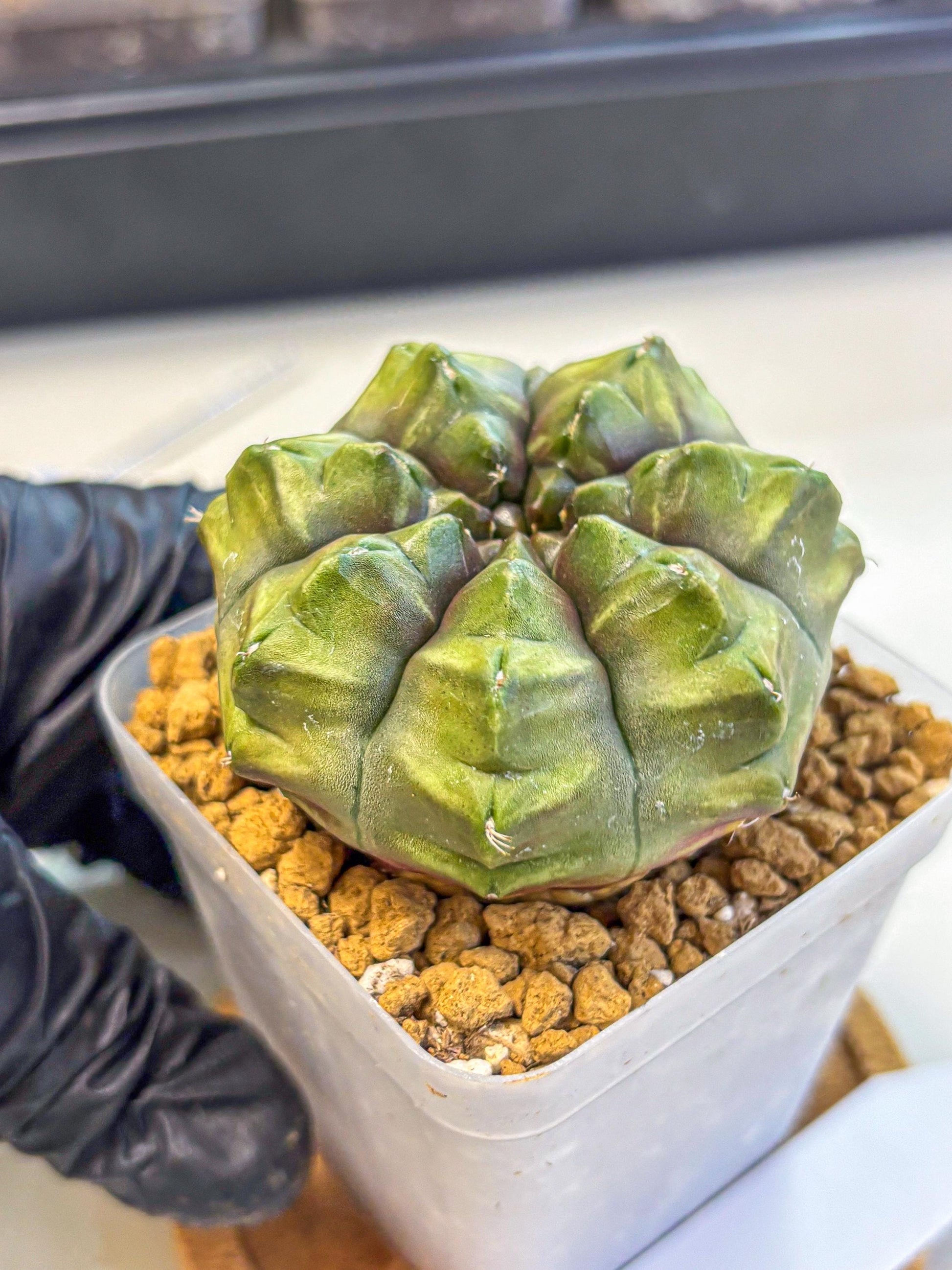 Gymnocalycium Aas DayDream (gy20) (07) | Rare Hybrids