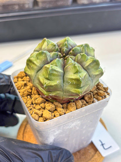 Gymnocalycium Aas DayDream (gy20) (07) | Rare Hybrids