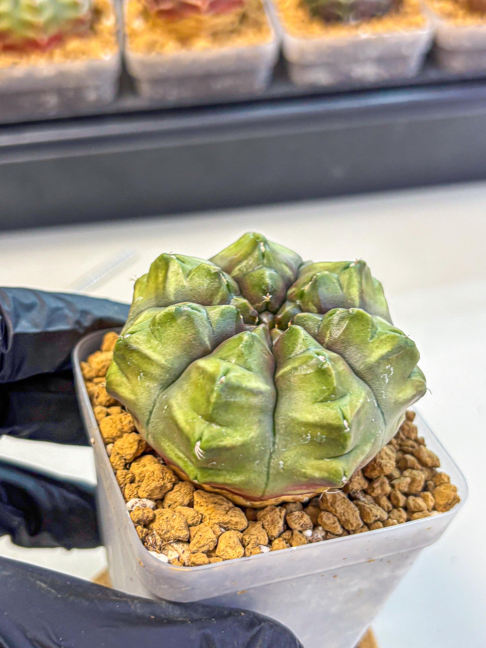 Gymnocalycium Aas DayDream (gy20) (07) | Rare Hybrids