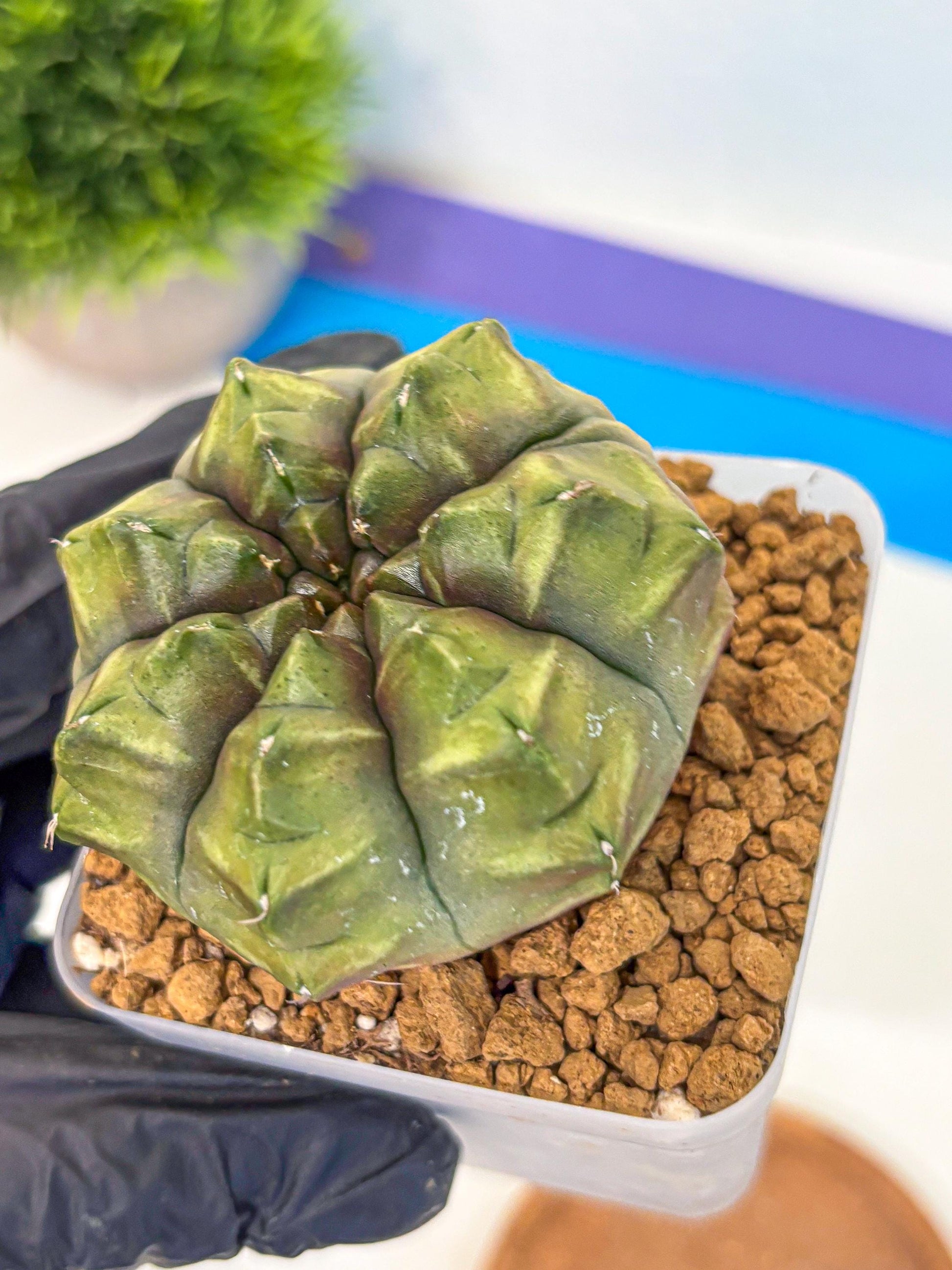 Gymnocalycium Aas DayDream (gy20) (07) | Rare Hybrids