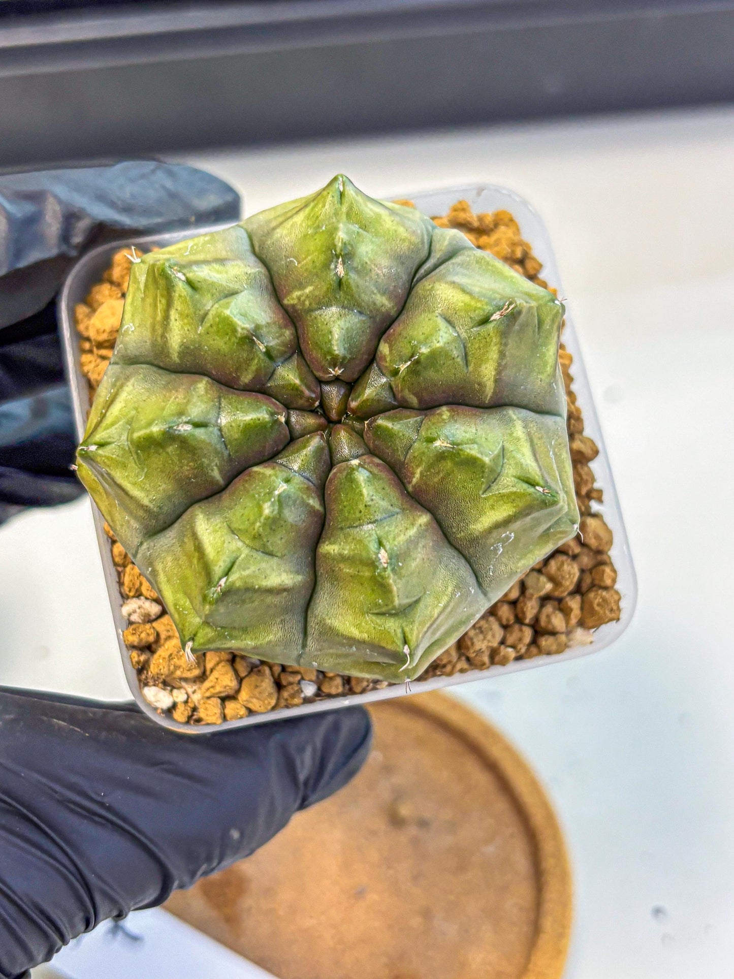 Gymnocalycium Aas DayDream (gy20) (07) | Rare Hybrids