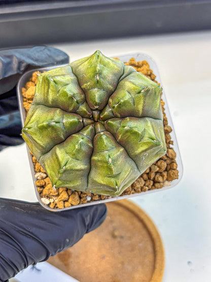 Gymnocalycium Aas DayDream (gy20) (07) | Rare Hybrids