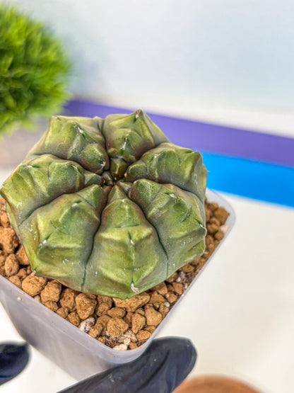 Gymnocalycium Aas DayDream (gy20) (07) | Rare Hybrids