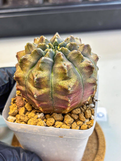 Gymnocalycium Aas DayDream (gy20) (08) | Rare Hybrids