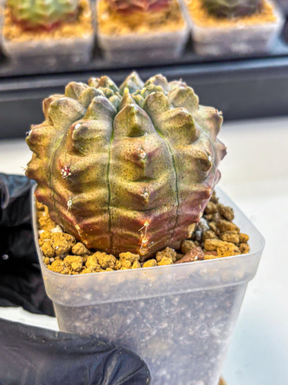 Gymnocalycium Aas DayDream (gy20) (08) | Rare Hybrids